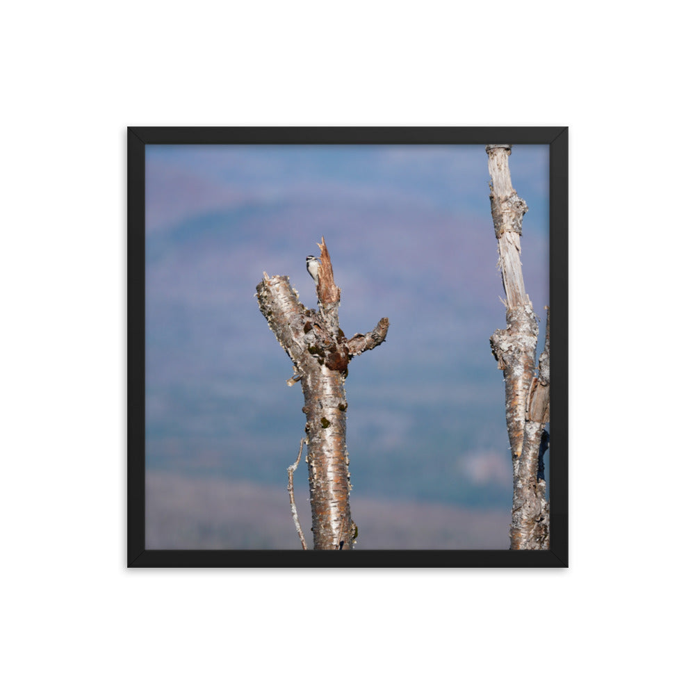 Woodpecker