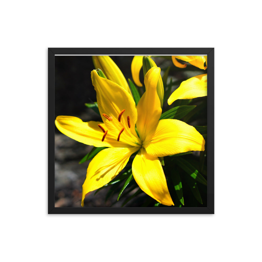 Lilly