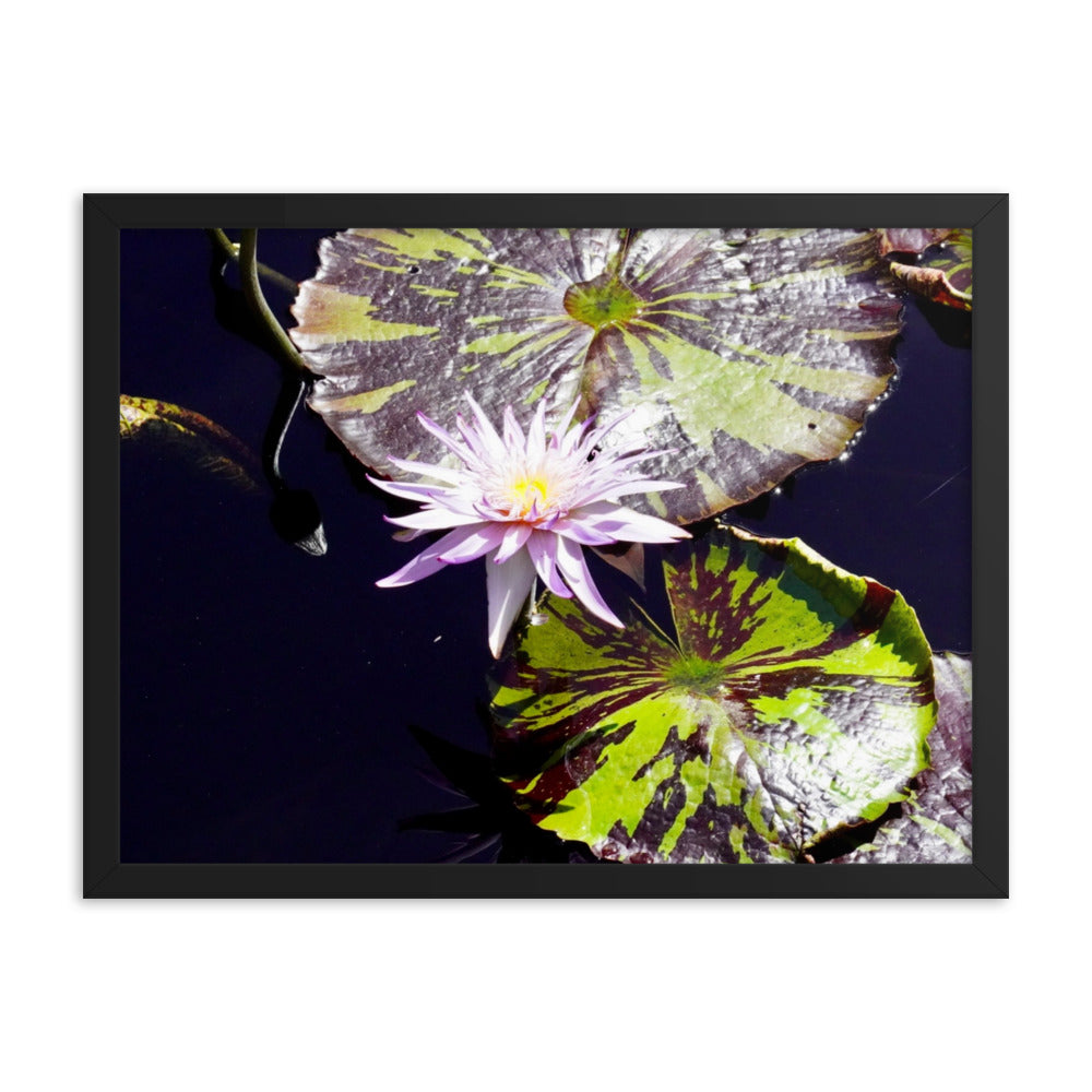 Lilly Pad