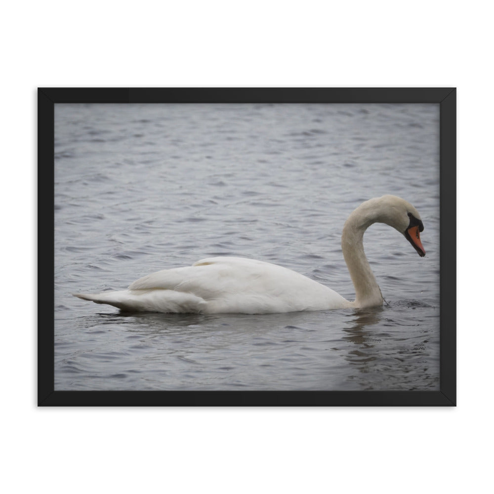 Swan