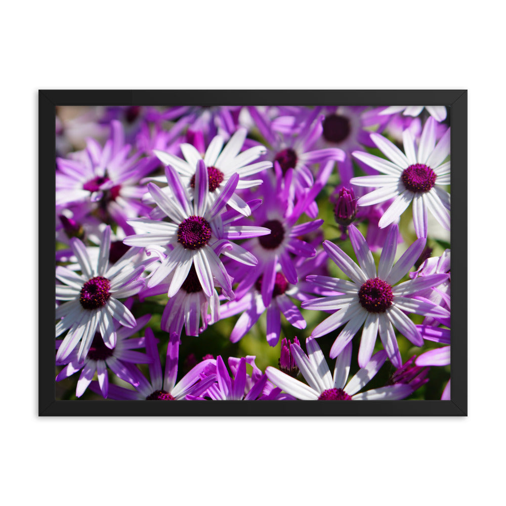 Daisys