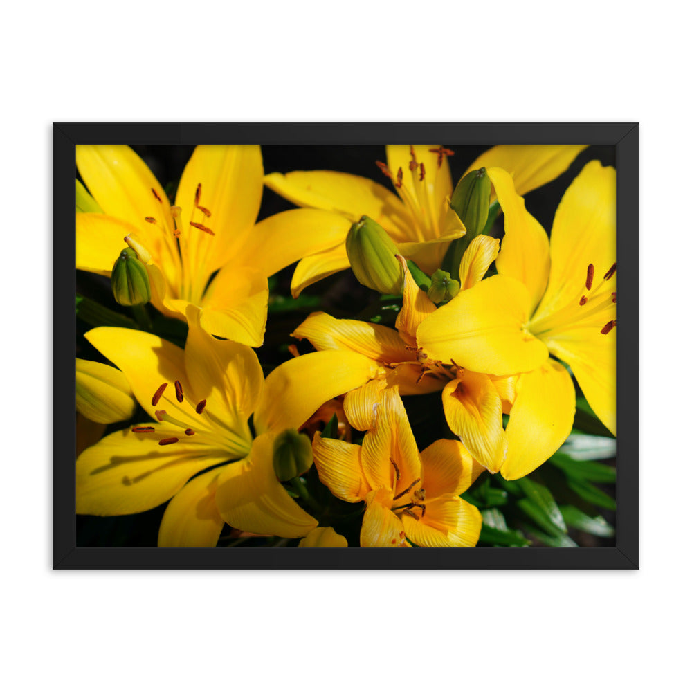 Spring Time Lilly