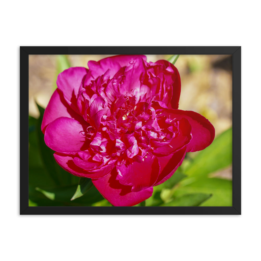 Peony