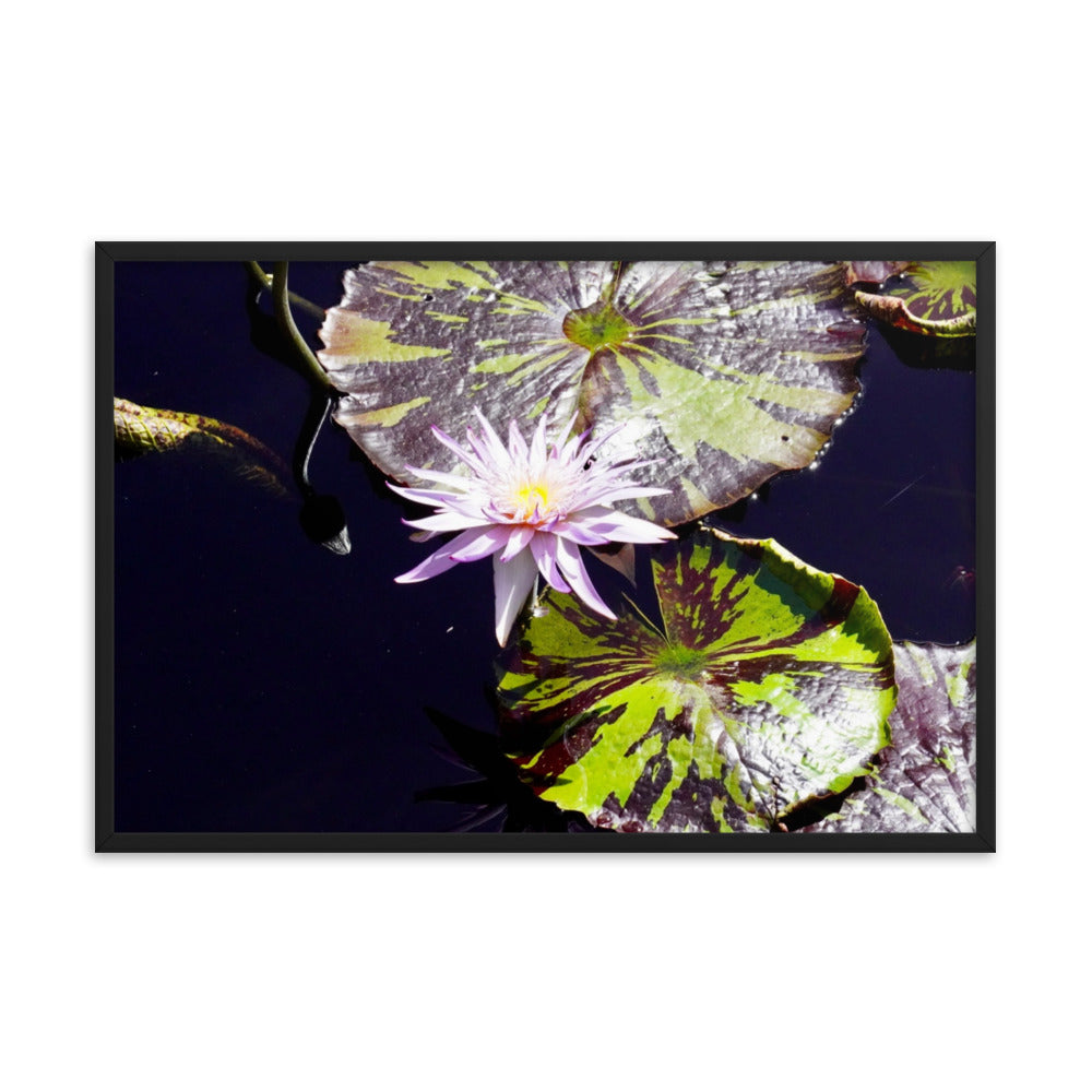 Lilly Pad