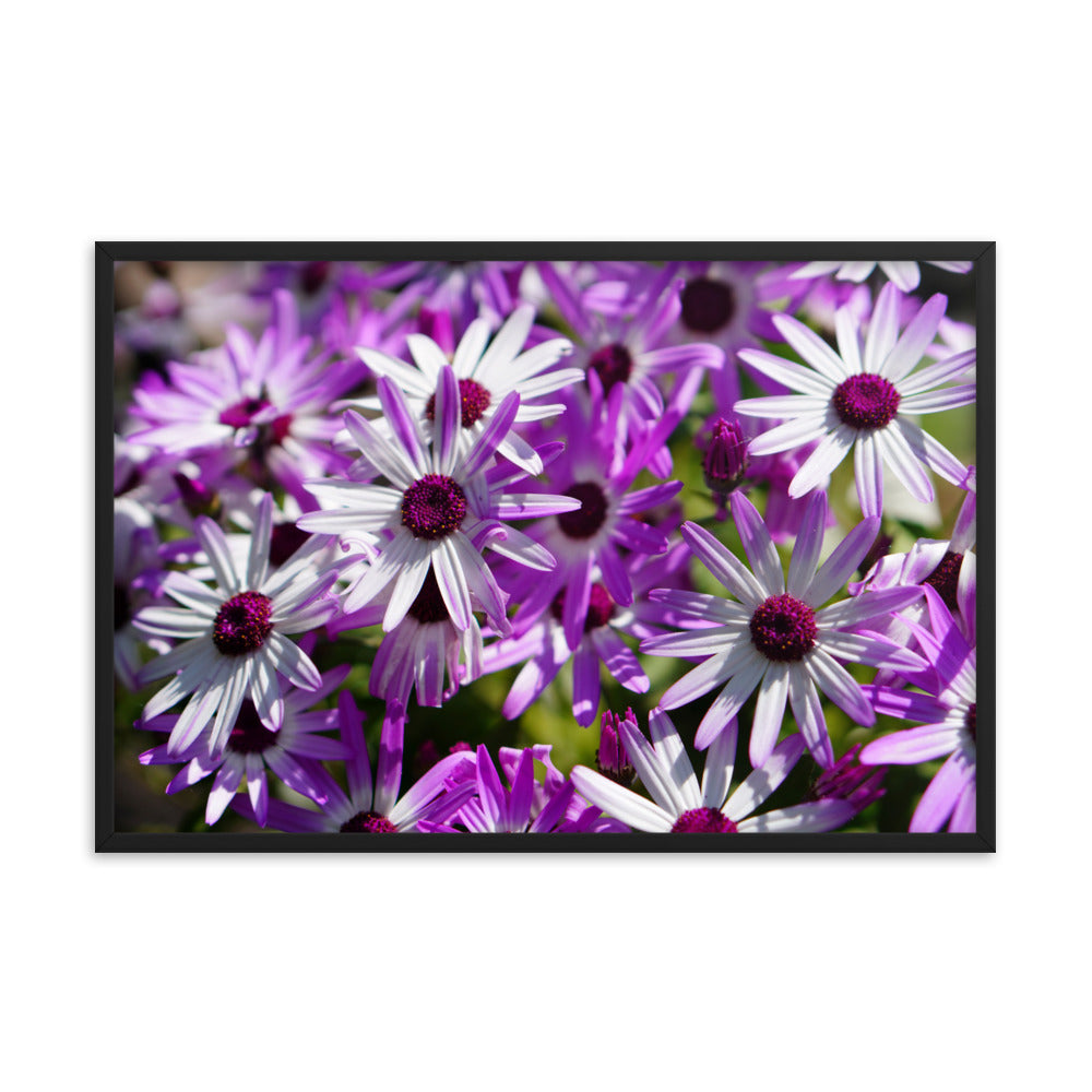 Daisys