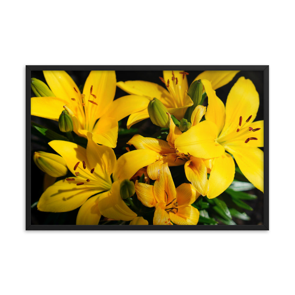 Spring Time Lilly