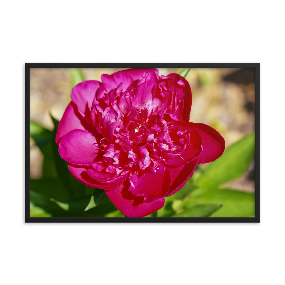 Peony