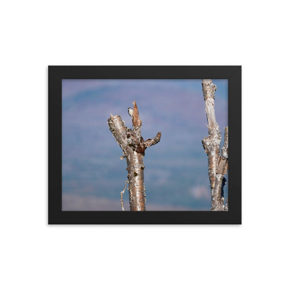 Woodpecker
