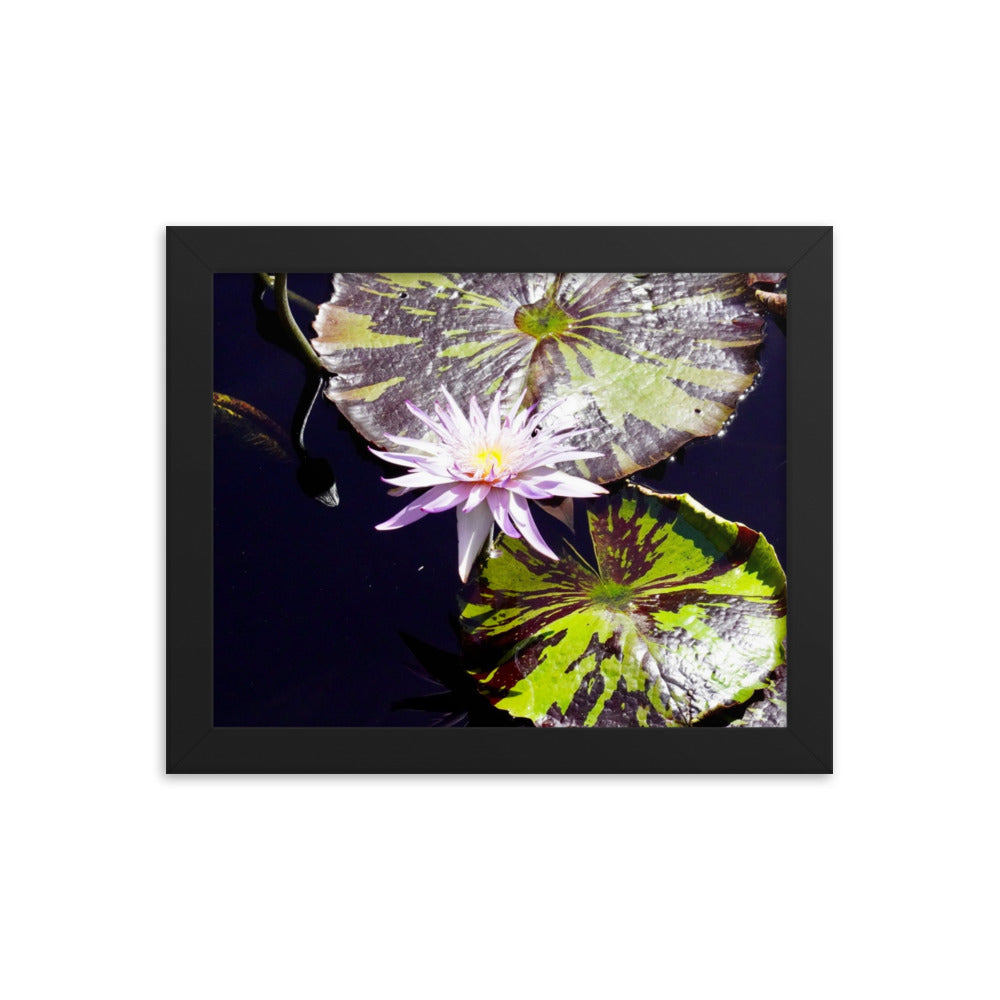 Lilly Pad