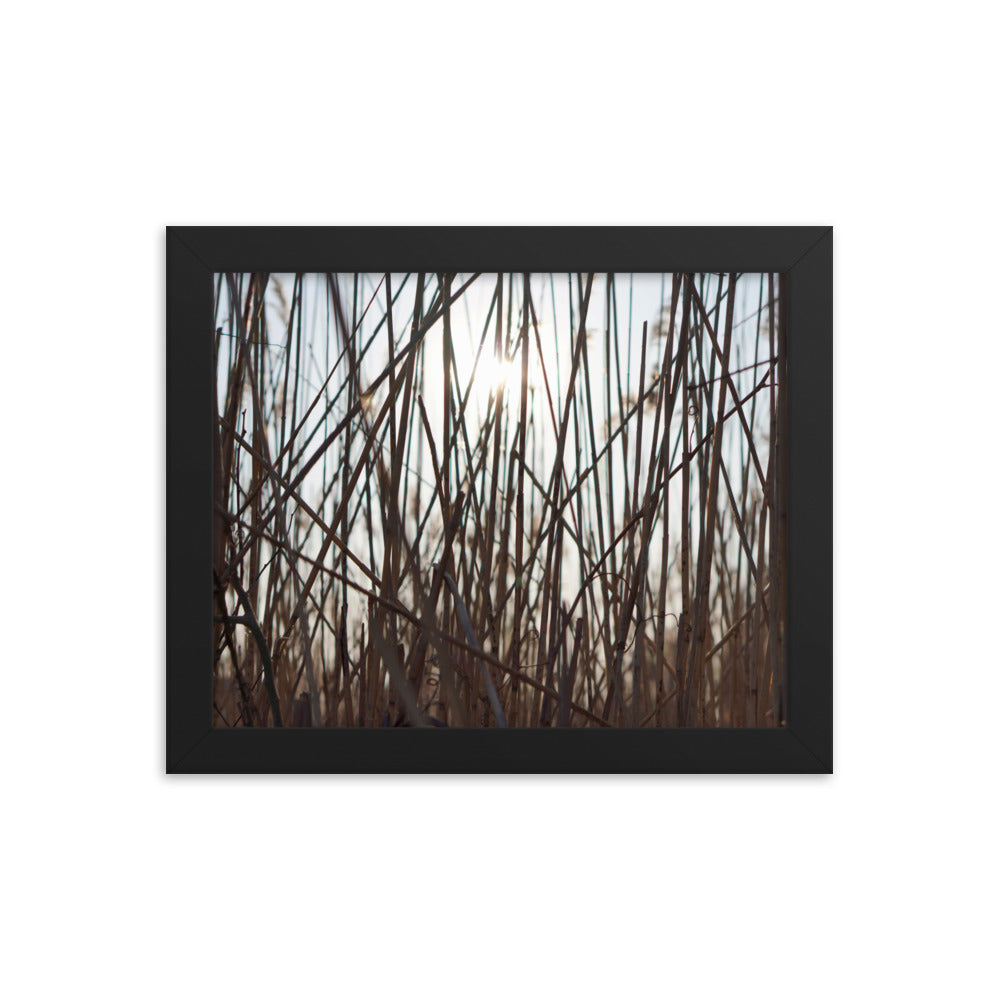 Grassy Sunset