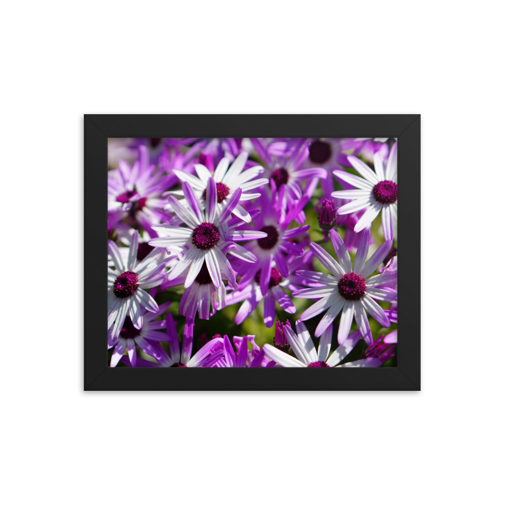 Daisys