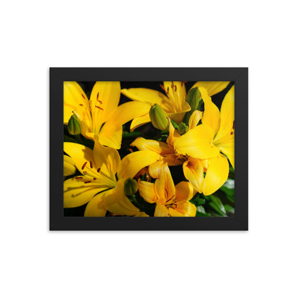 Spring Time Lilly