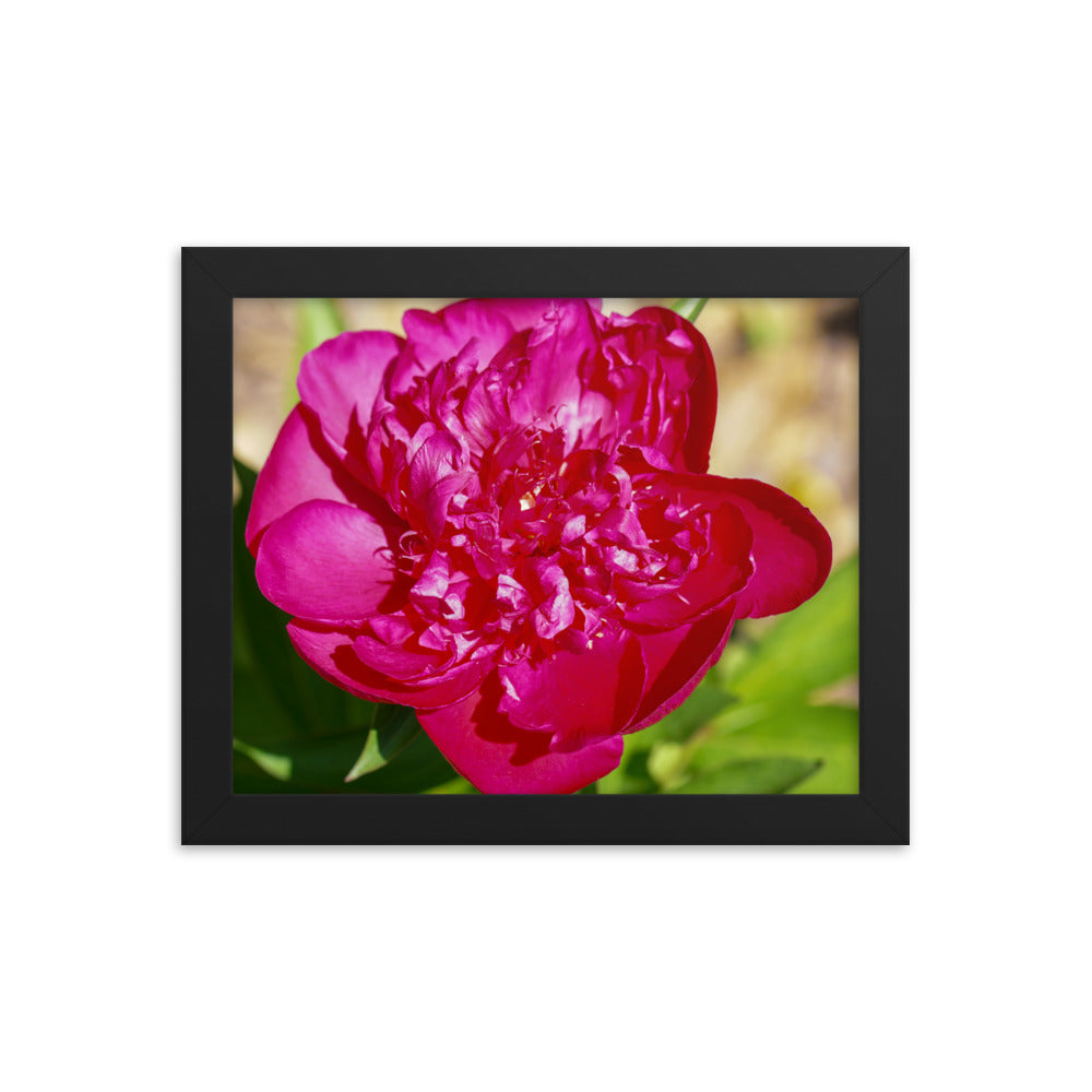 Peony