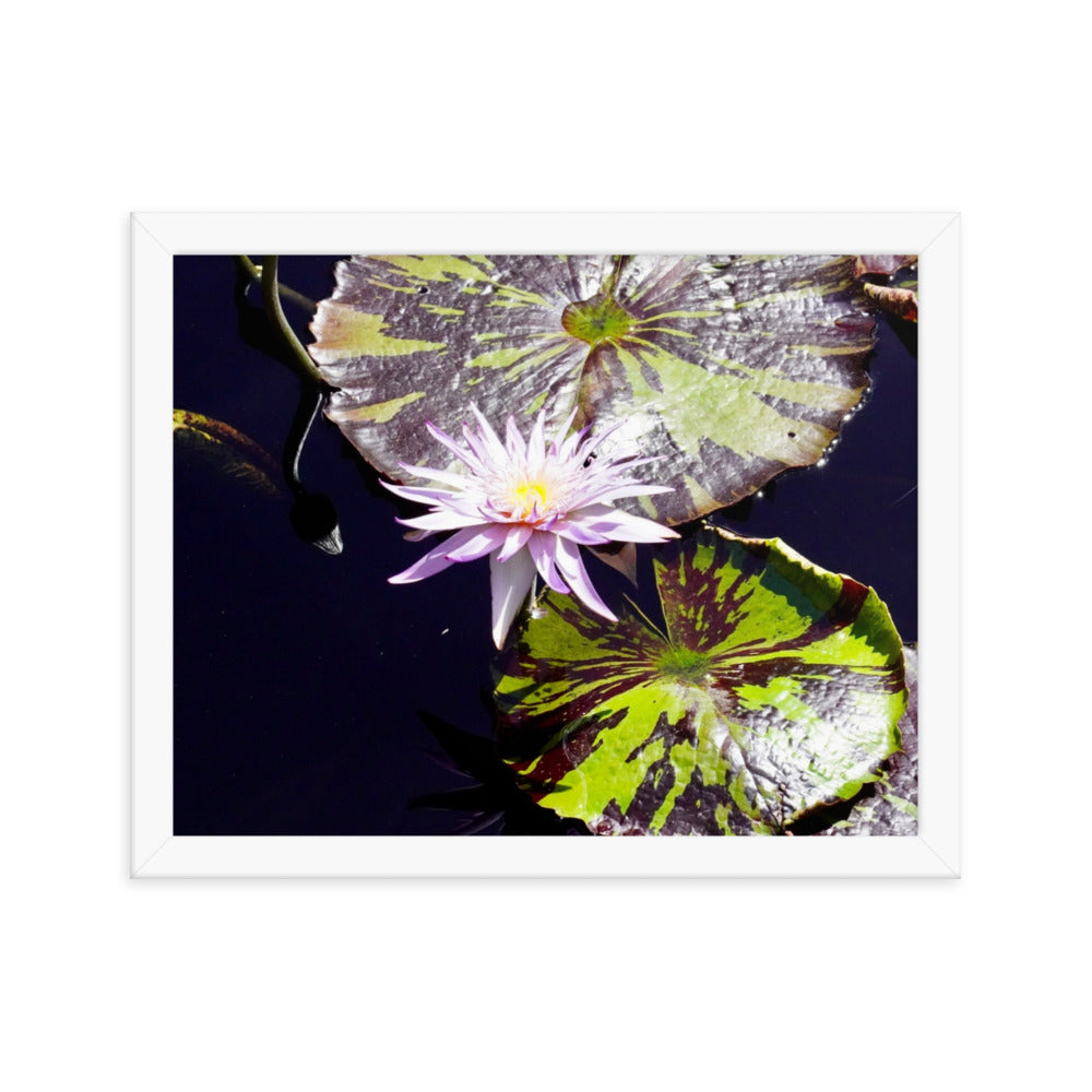 Lilly Pad