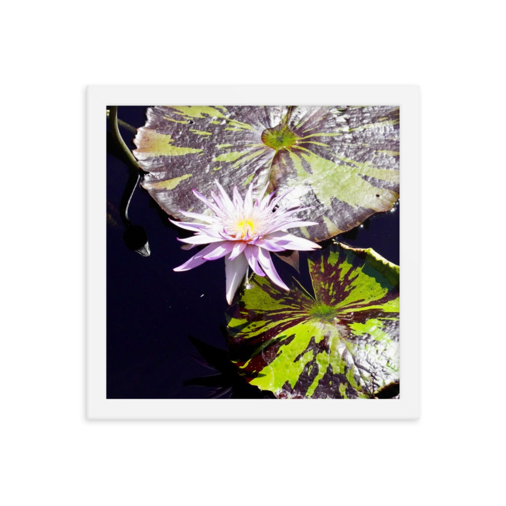 Lilly Pad