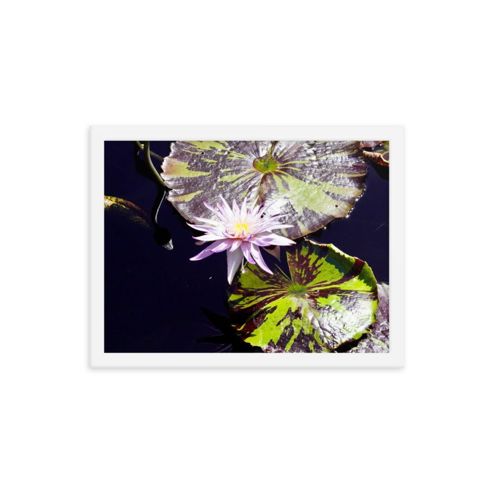 Lilly Pad