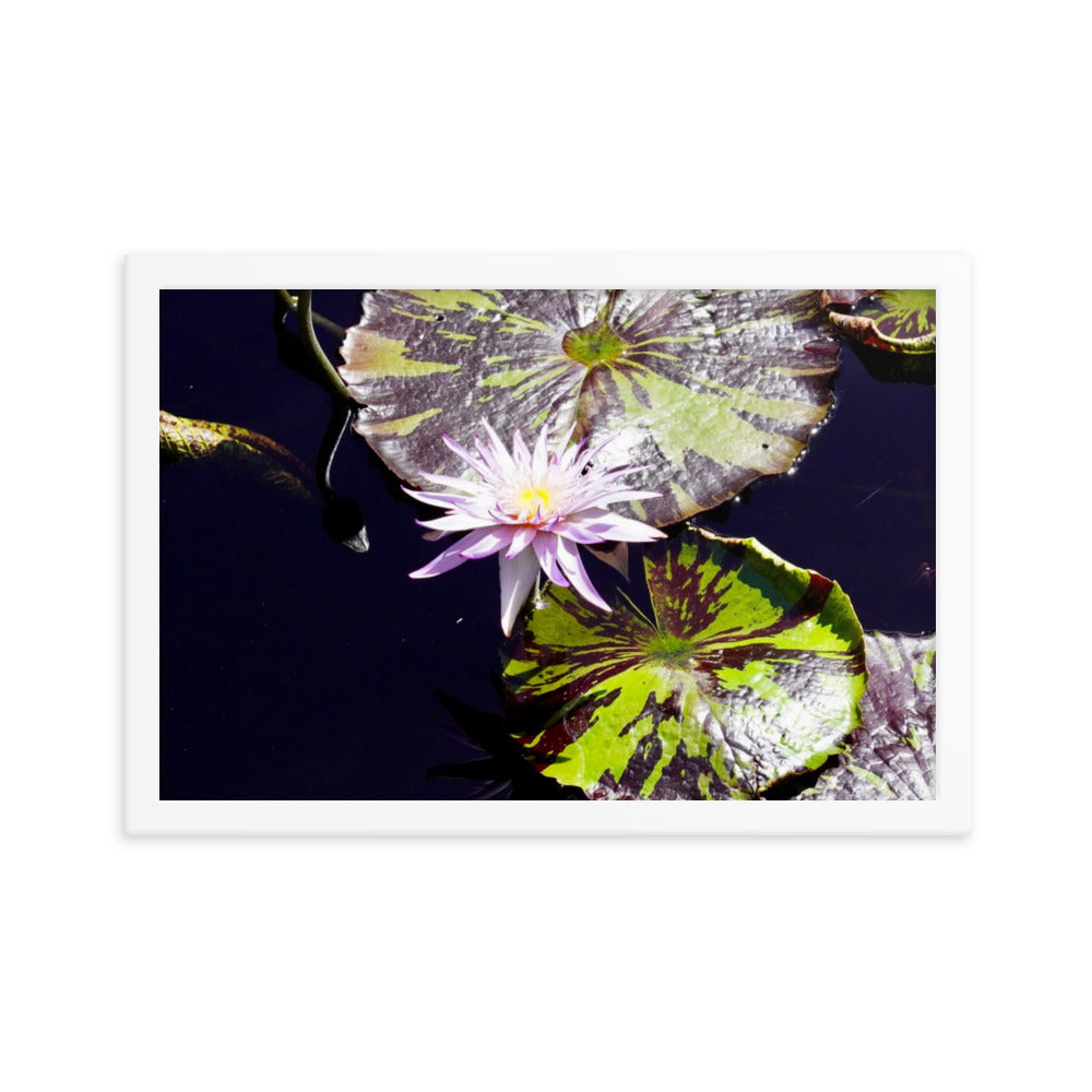Lilly Pad