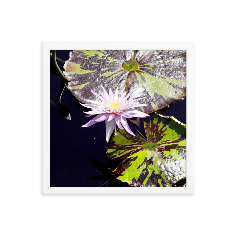 Lilly Pad