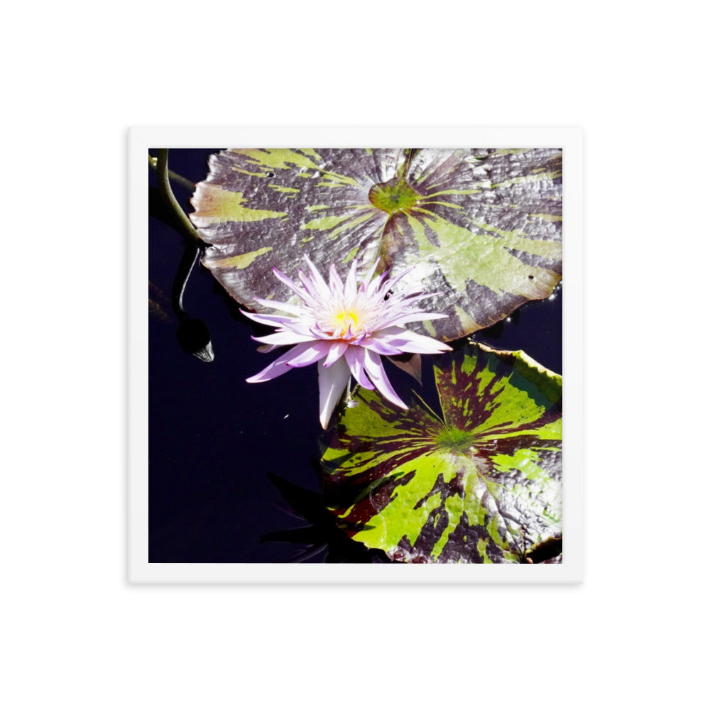 Lilly Pad