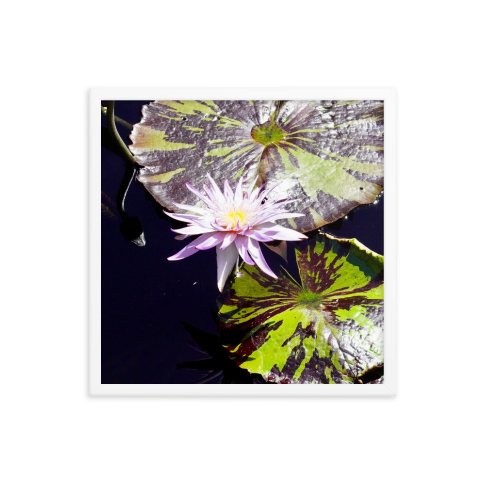 Lilly Pad