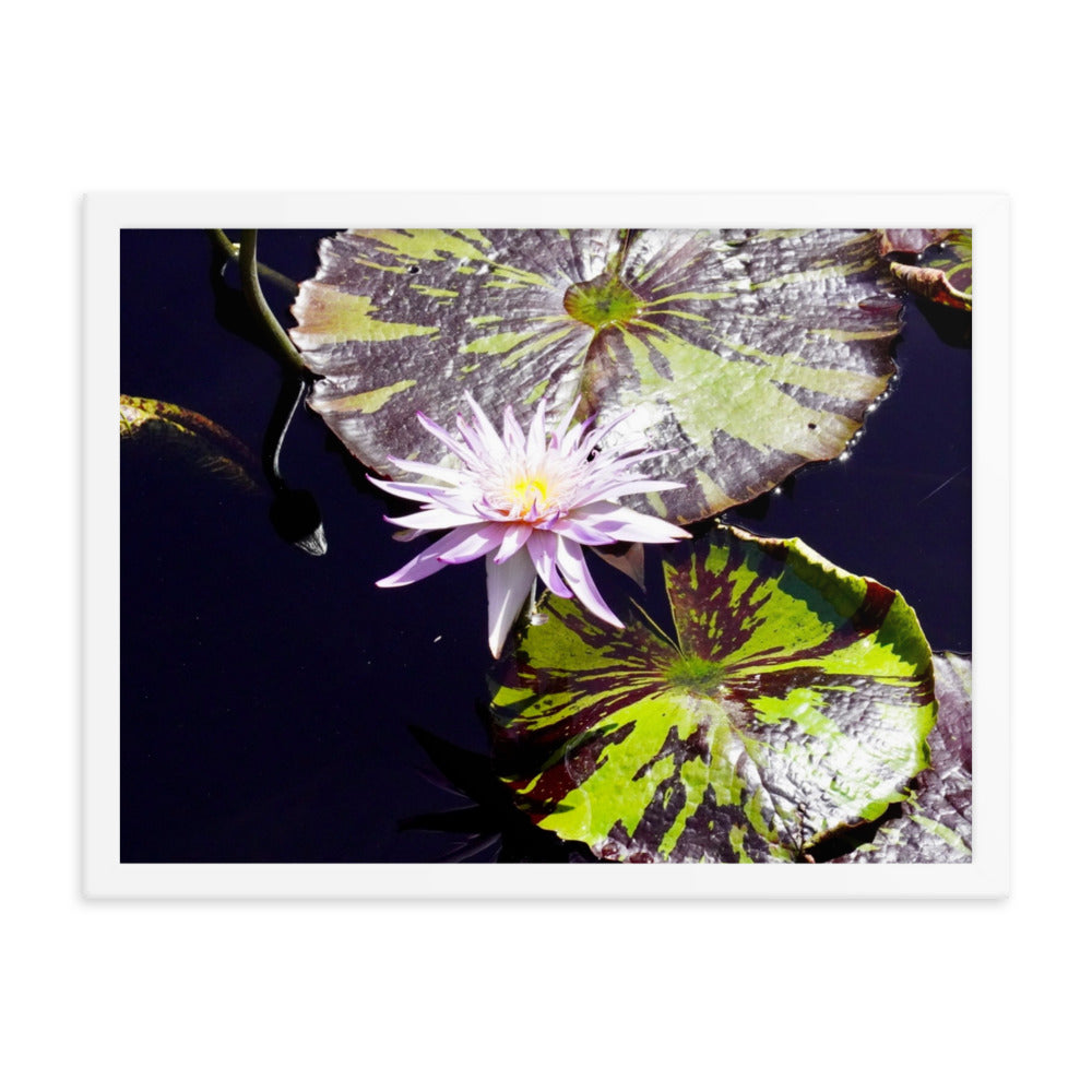 Lilly Pad