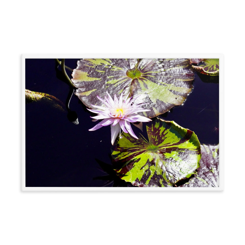 Lilly Pad