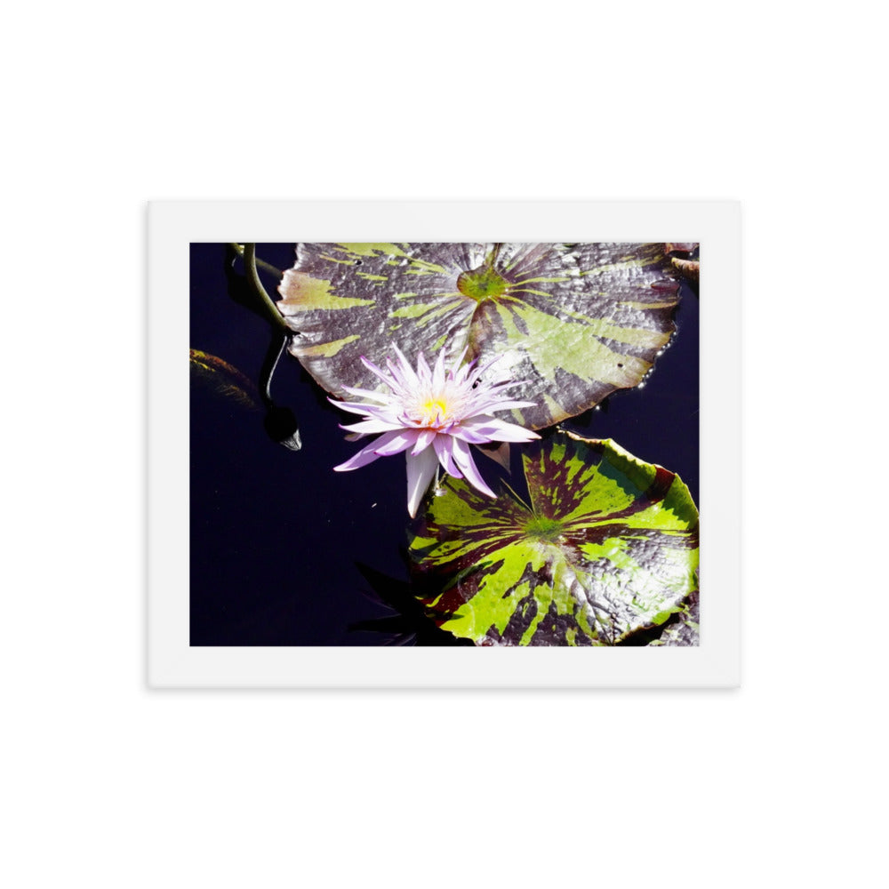 Lilly Pad