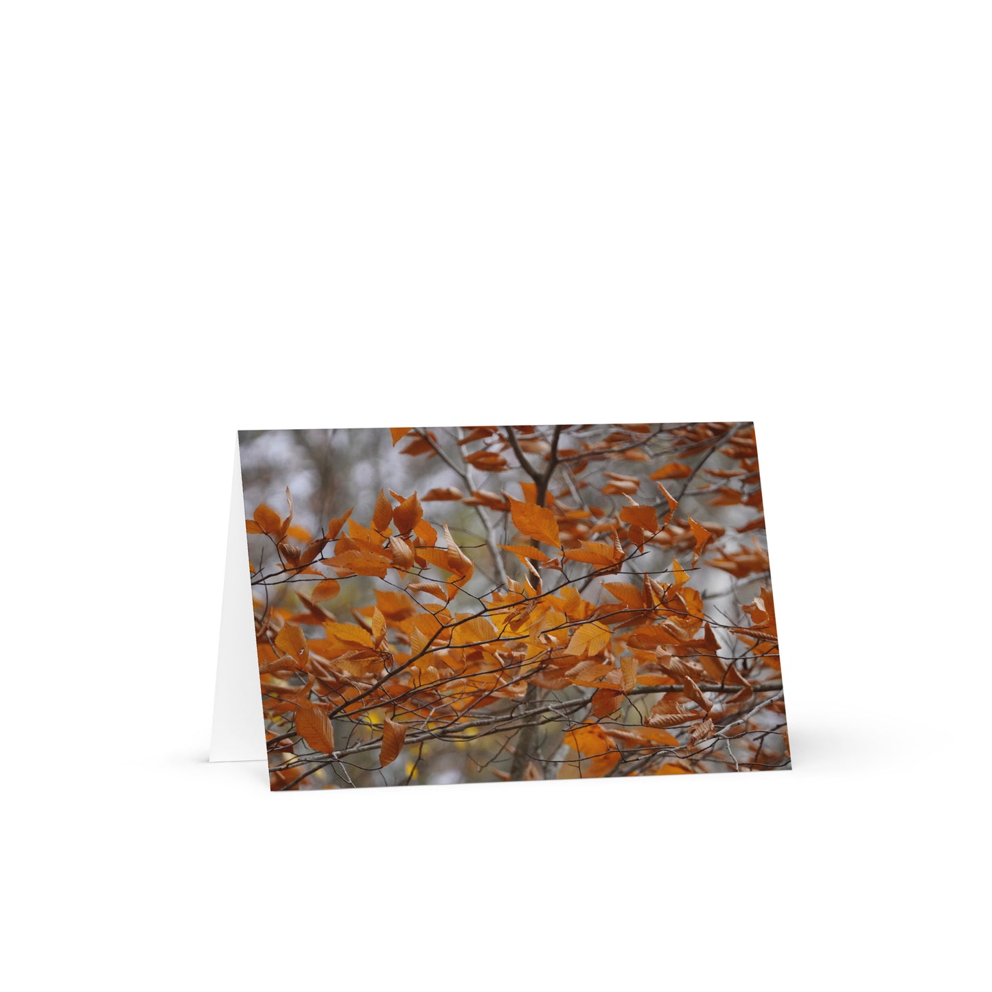 A Fall in Massachusetts