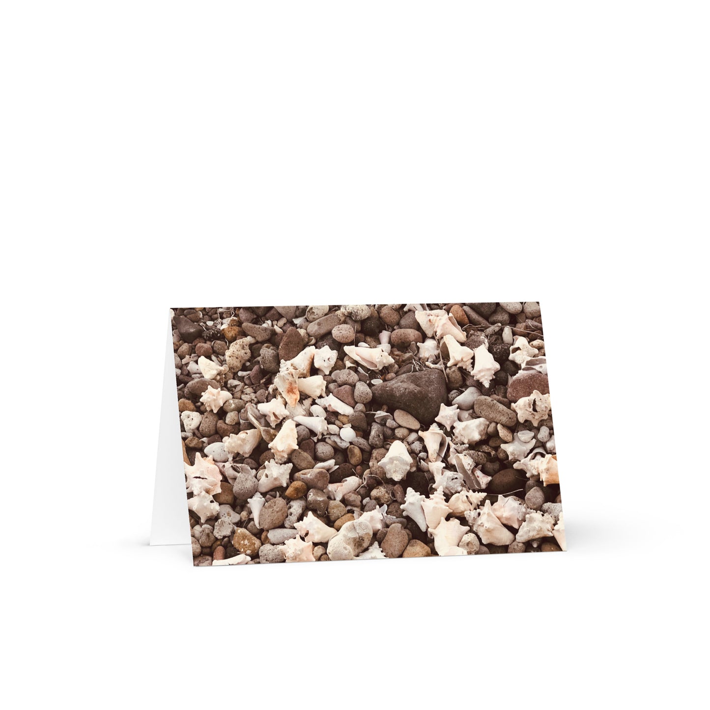 Shells and Rocks