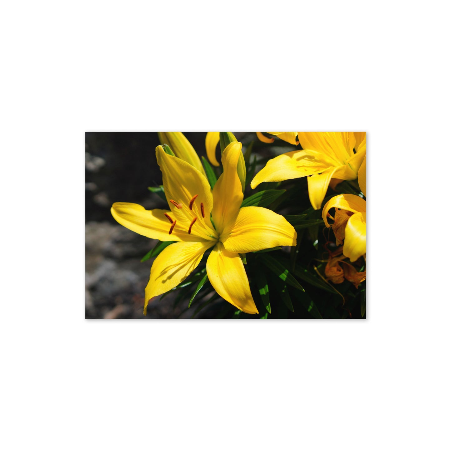 Lilly