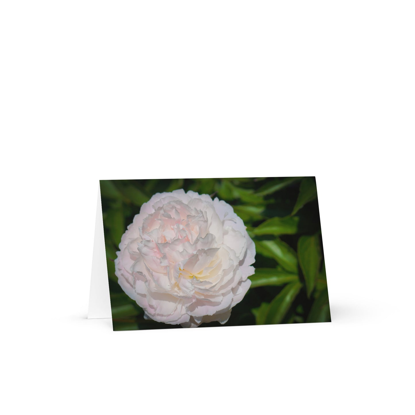 Perfect Peony