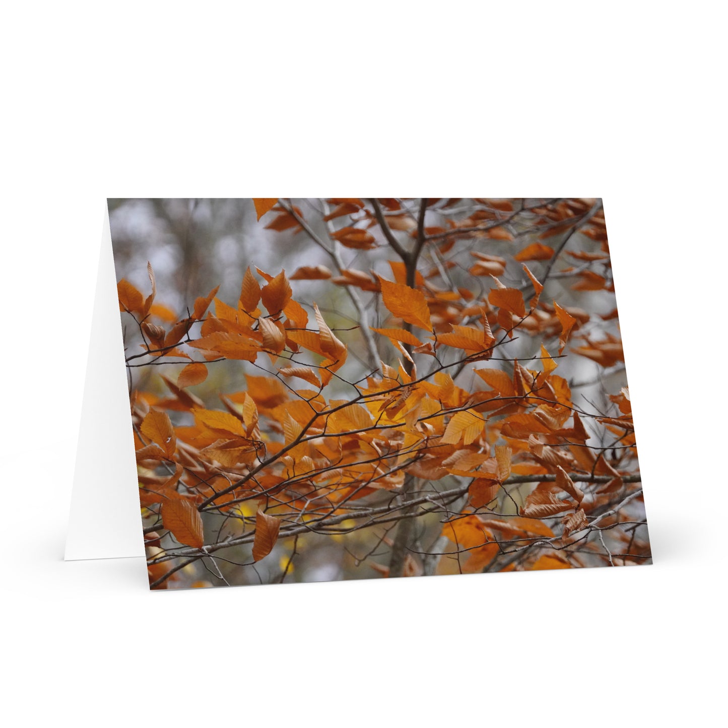 A Fall in Massachusetts