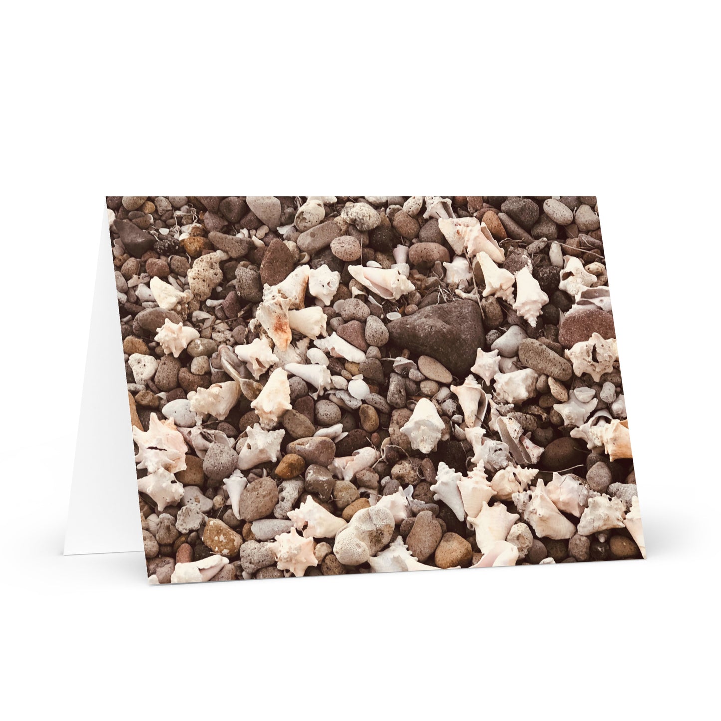 Shells and Rocks