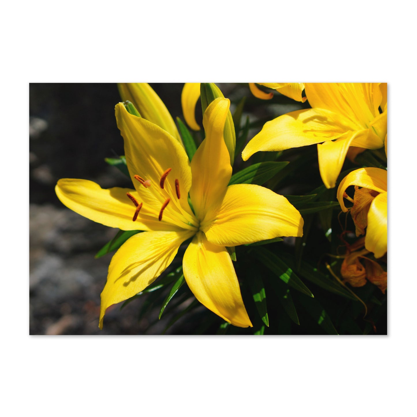 Lilly