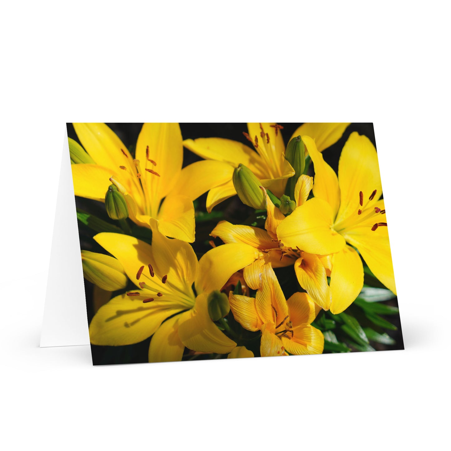 Lillys