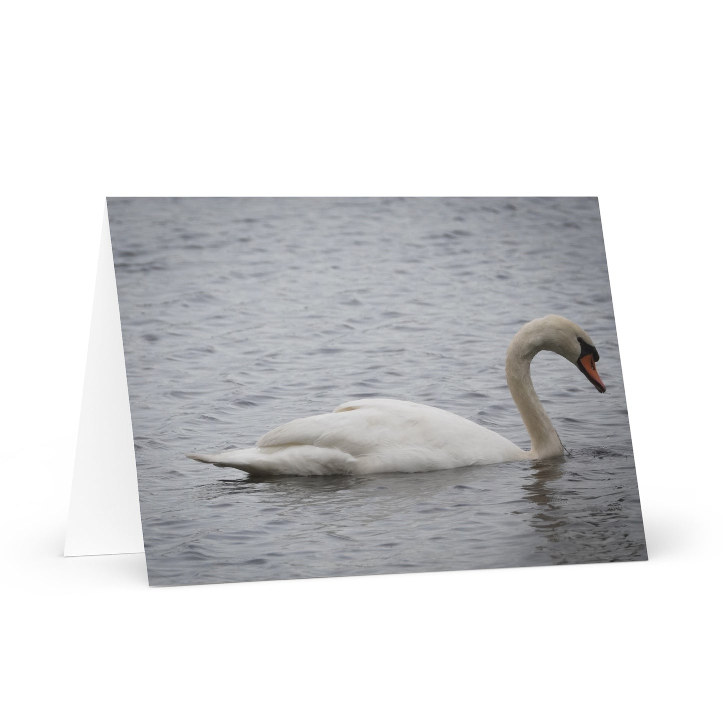 Swan