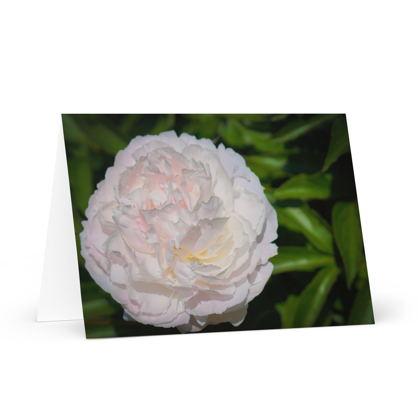 Perfect Peony