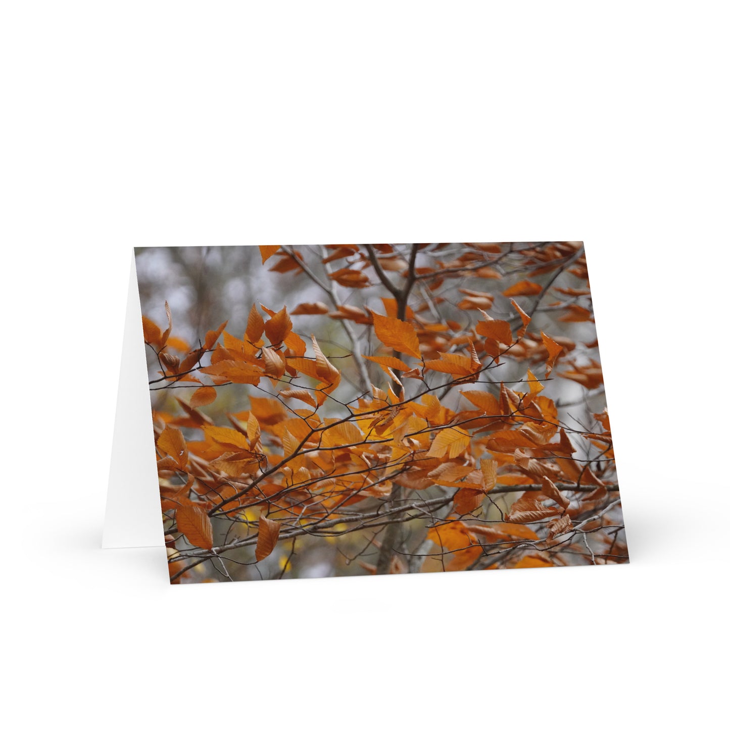 A Fall in Massachusetts