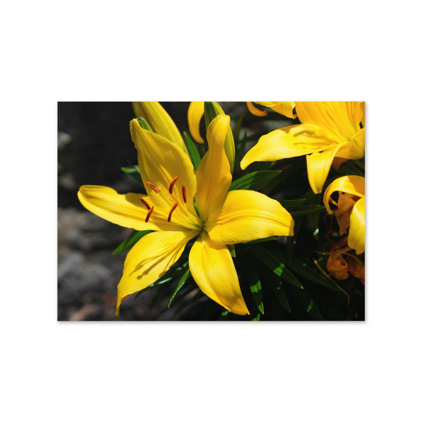 Lilly