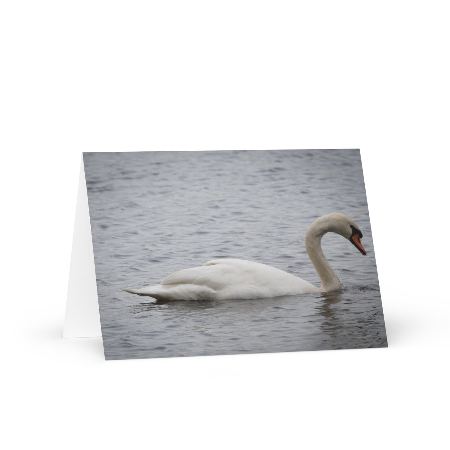 Swan