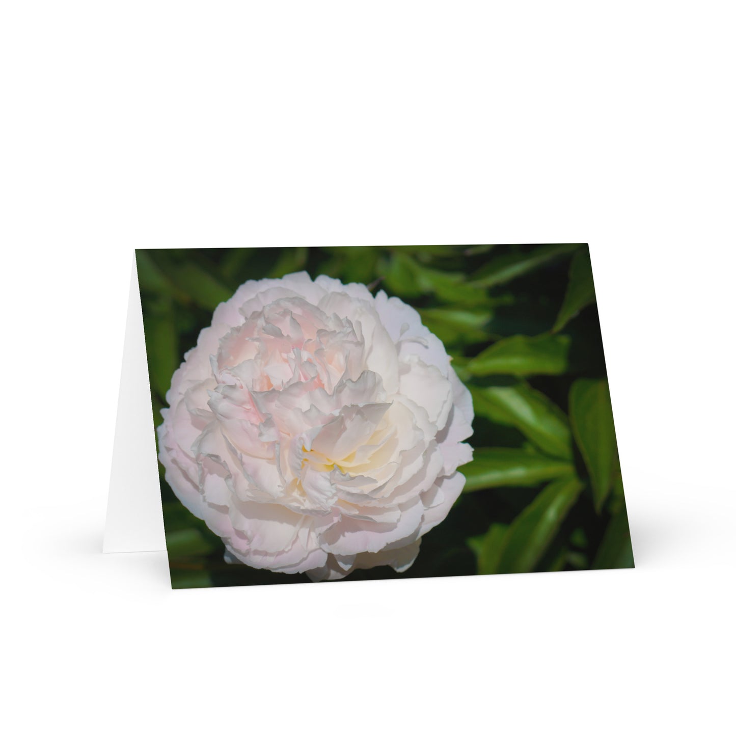 Perfect Peony