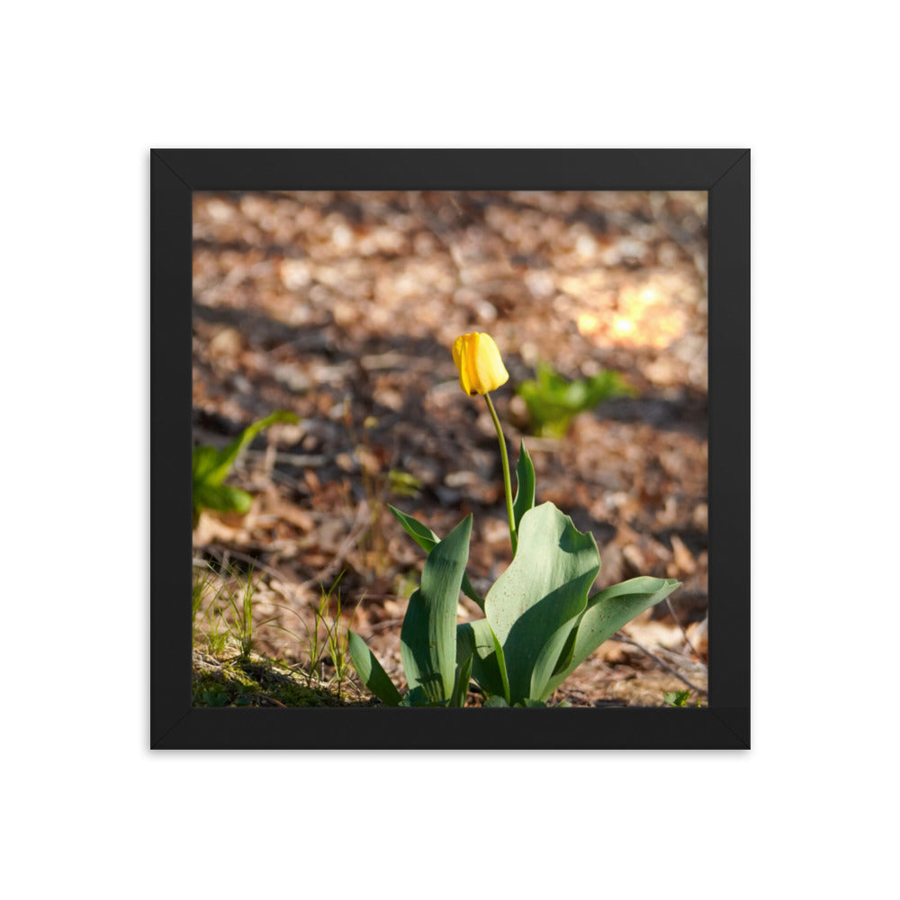 A yellow tulip