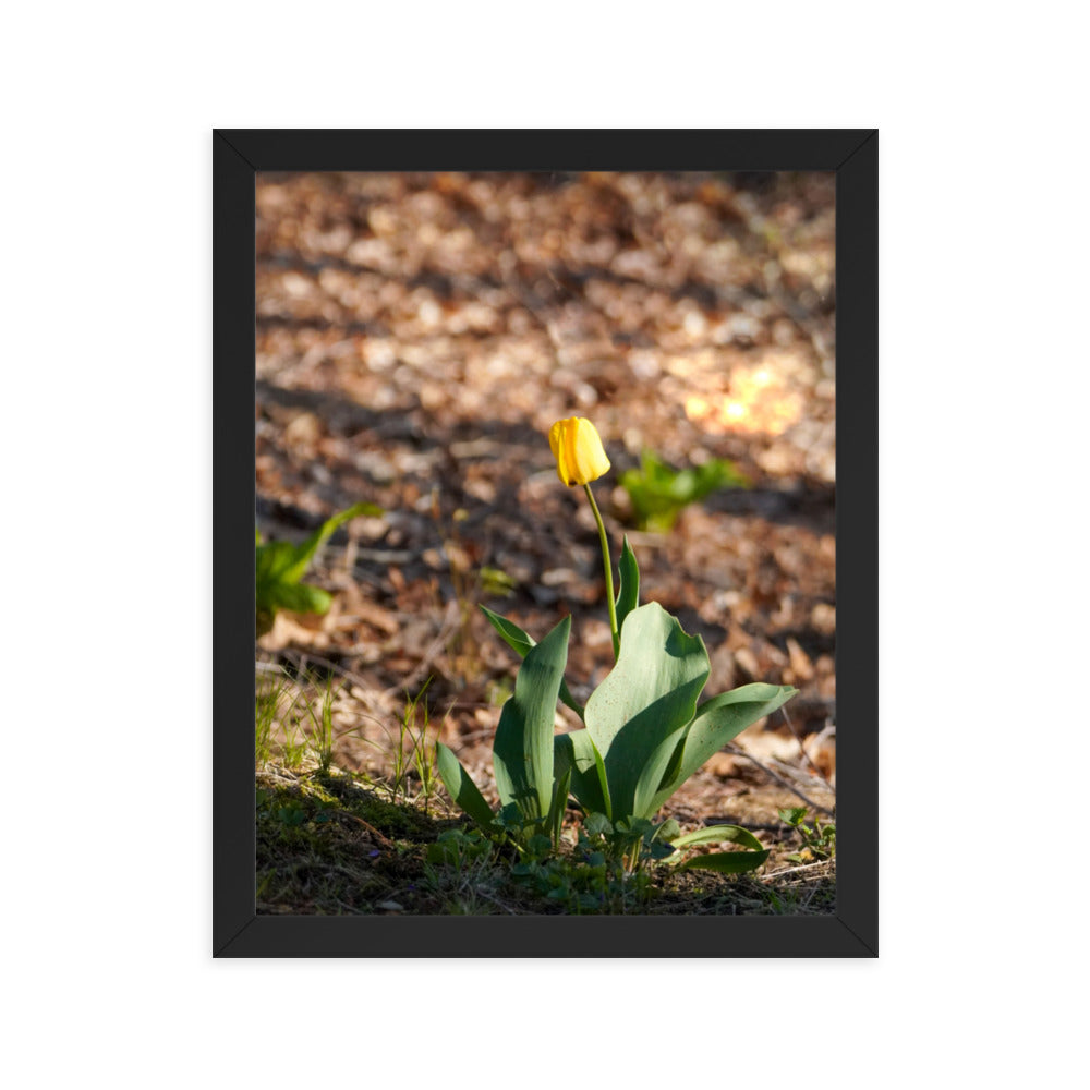 A yellow tulip