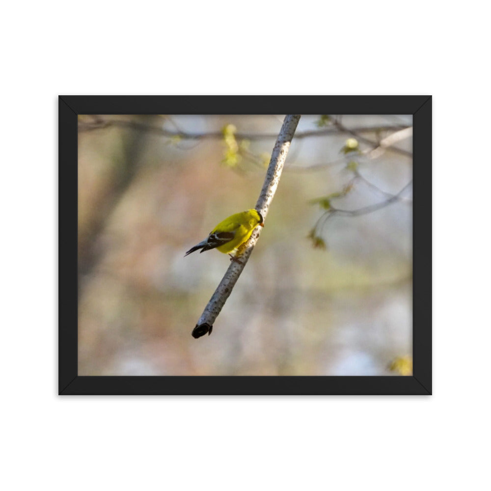 A yellow finch