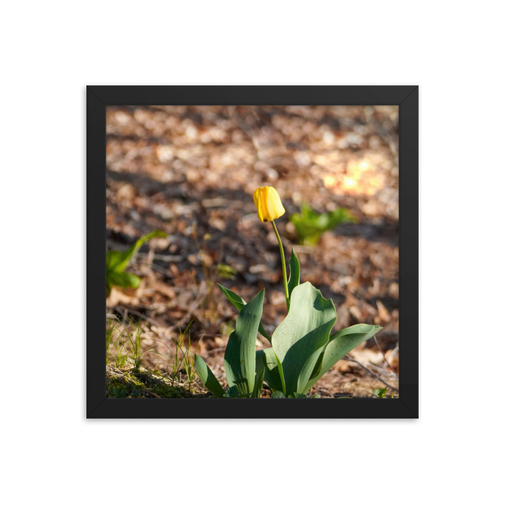 A yellow tulip