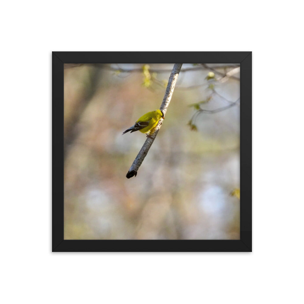 A yellow finch