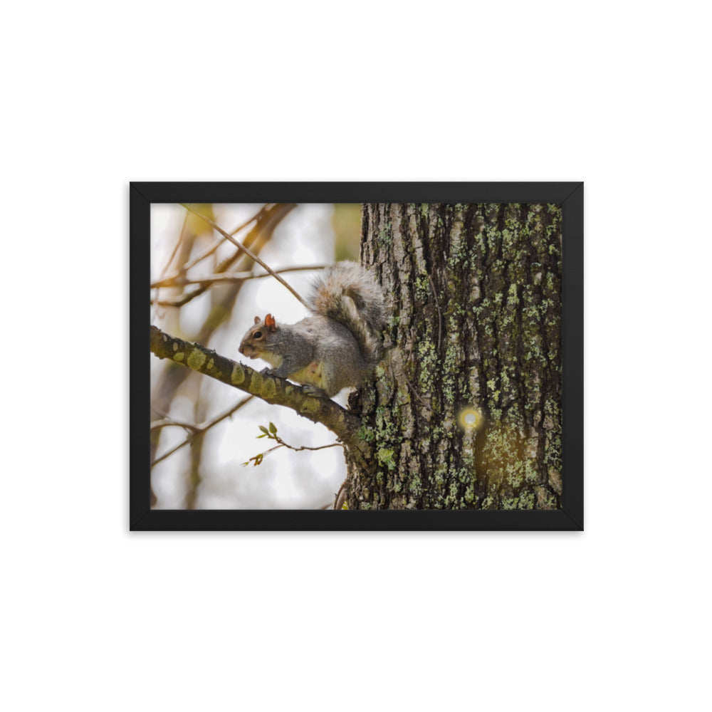 A Spring Squirrell