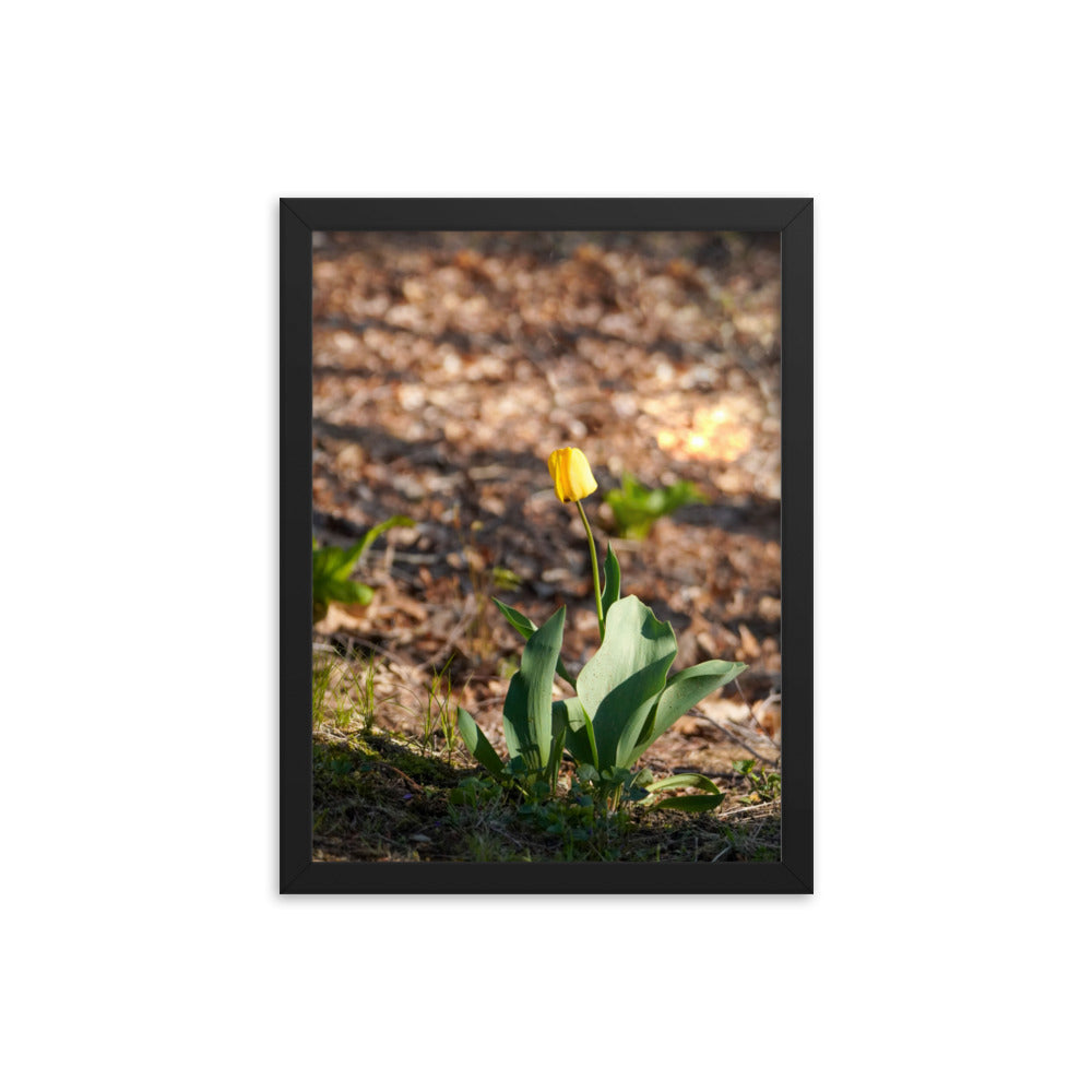 A yellow tulip