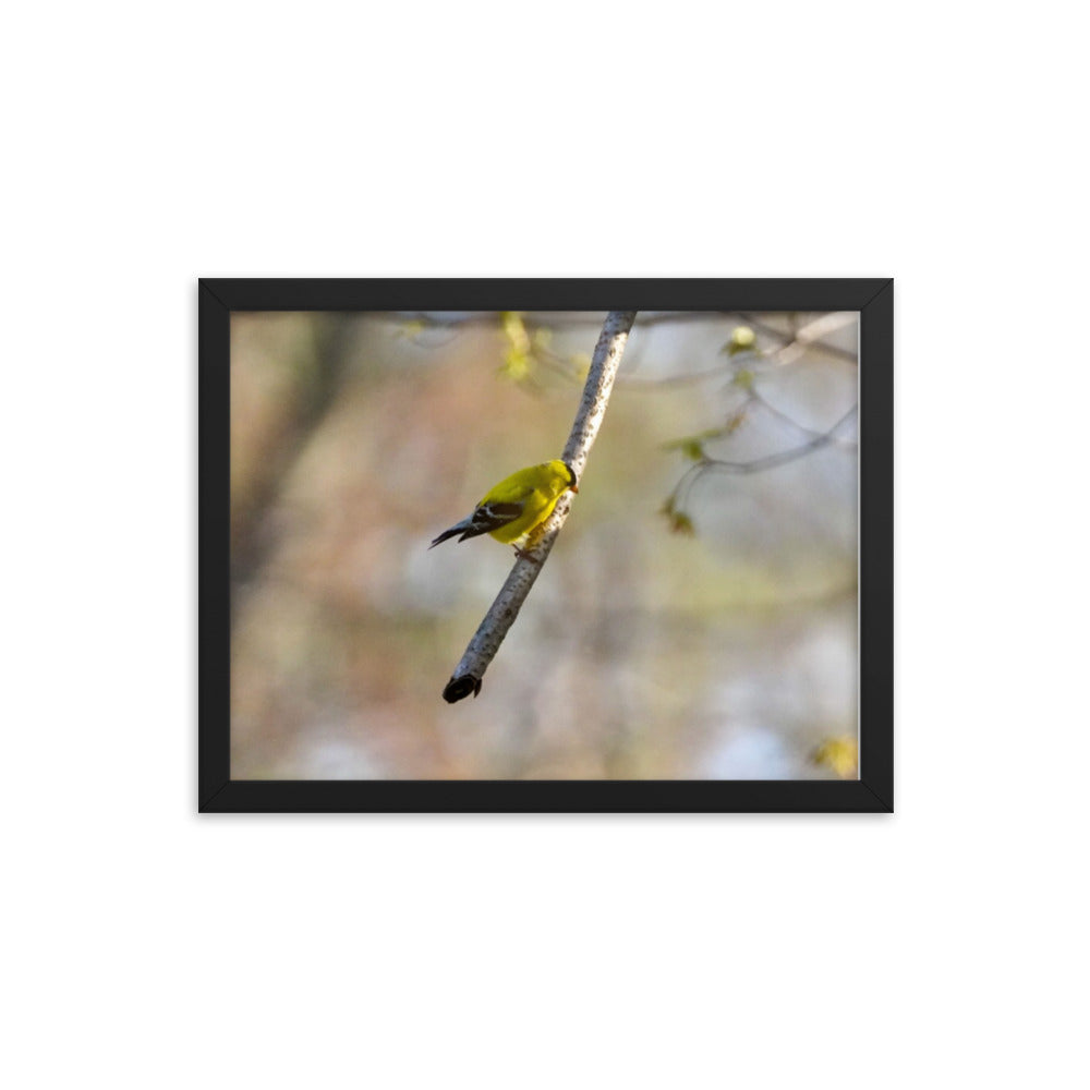 A yellow finch