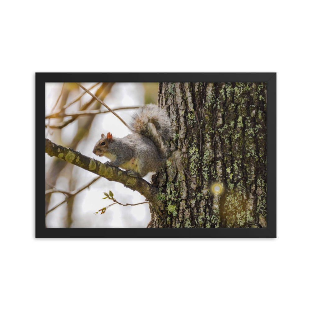 A Spring Squirrell